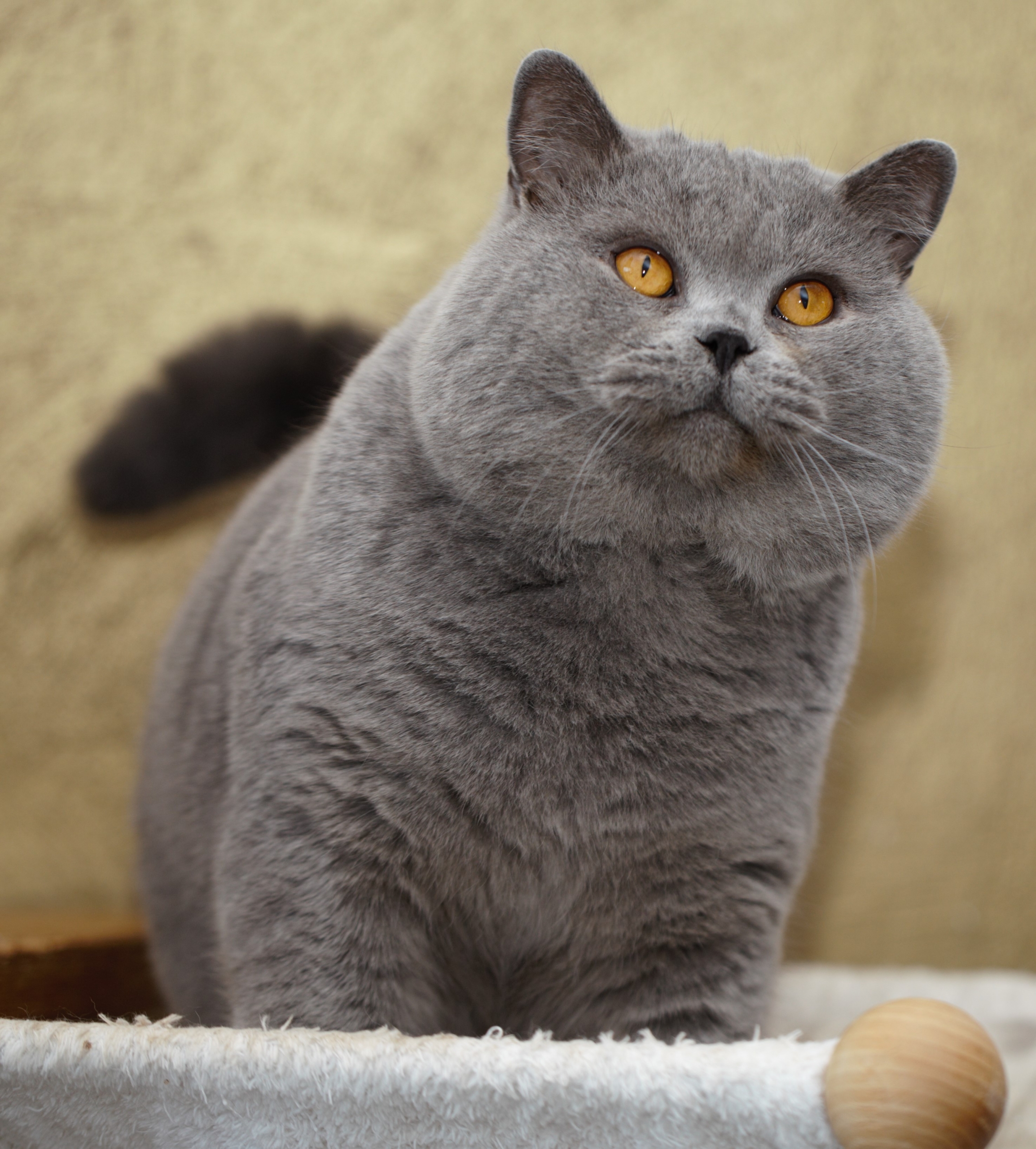 Featured image of post British Shorthair Charakter